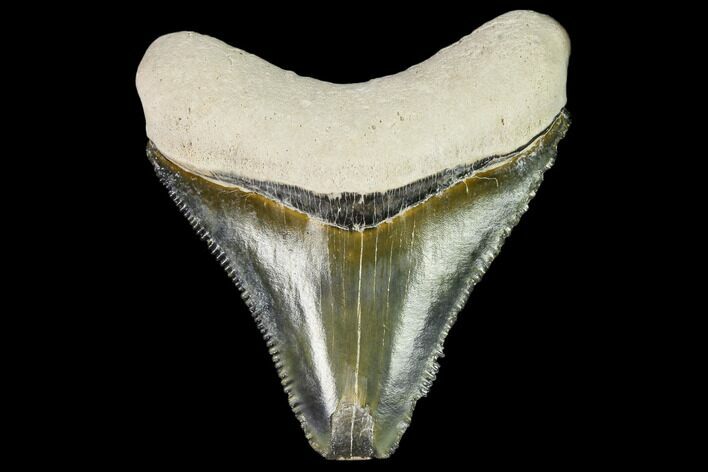 Serrated, Fossil Megalodon Tooth - Florida #108410